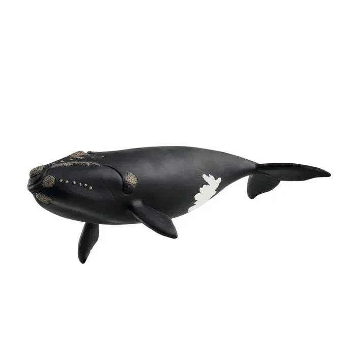 Baleine de l‘Atlantique