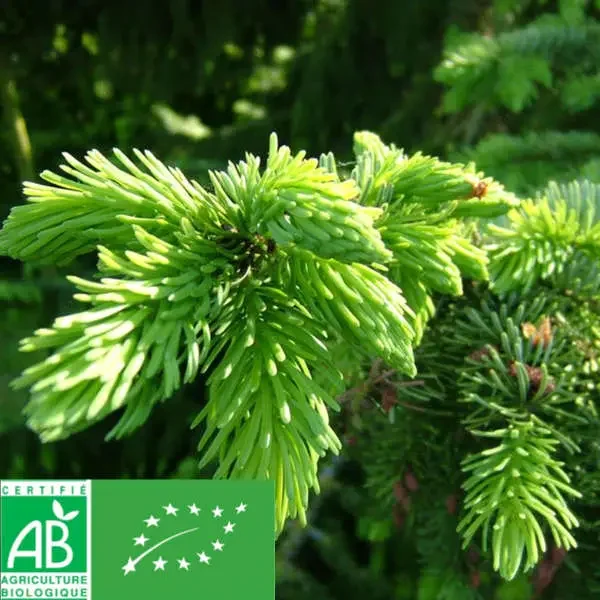 Bourgeons de sapin labellisés Bio – La boutique du jardin