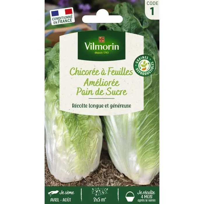 Chicorée Pain de Sucre VL 1 France Elevage Vilmorin