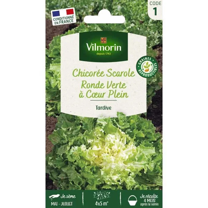 Chicorée Verte A Cœur Plein VL 1 France Elevage Vilmorin