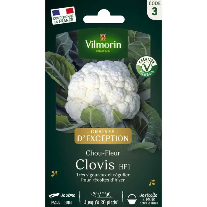 Chou Fleur Clovis HF1 VL 3 France Elevage Vilmorin