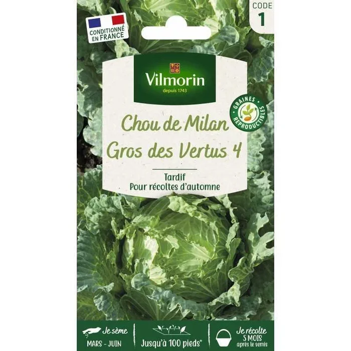 Chou Gros des Vertus 4 VL 1 France Elevage Vilmorin