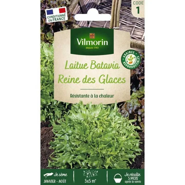 Laitue Reine des Glaces VL 1 France Elevage Vilmorin