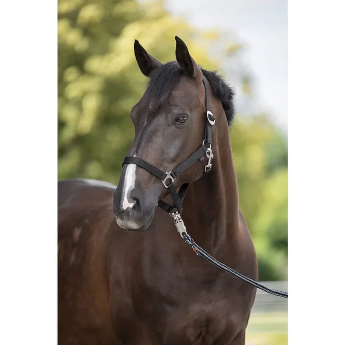 Licol nylon Hippo noir – Foal