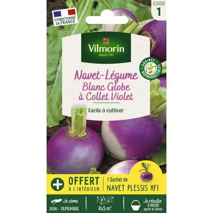 Navet Blanc Globe VL 1 France Elevage Vilmorin